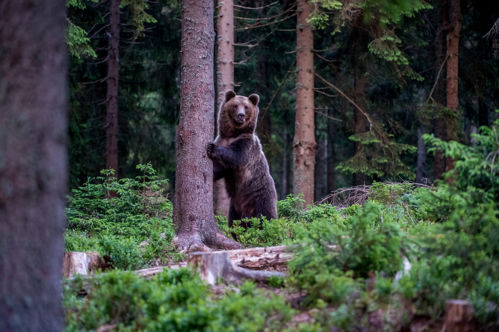 Tall brown bear in forest in Romania
