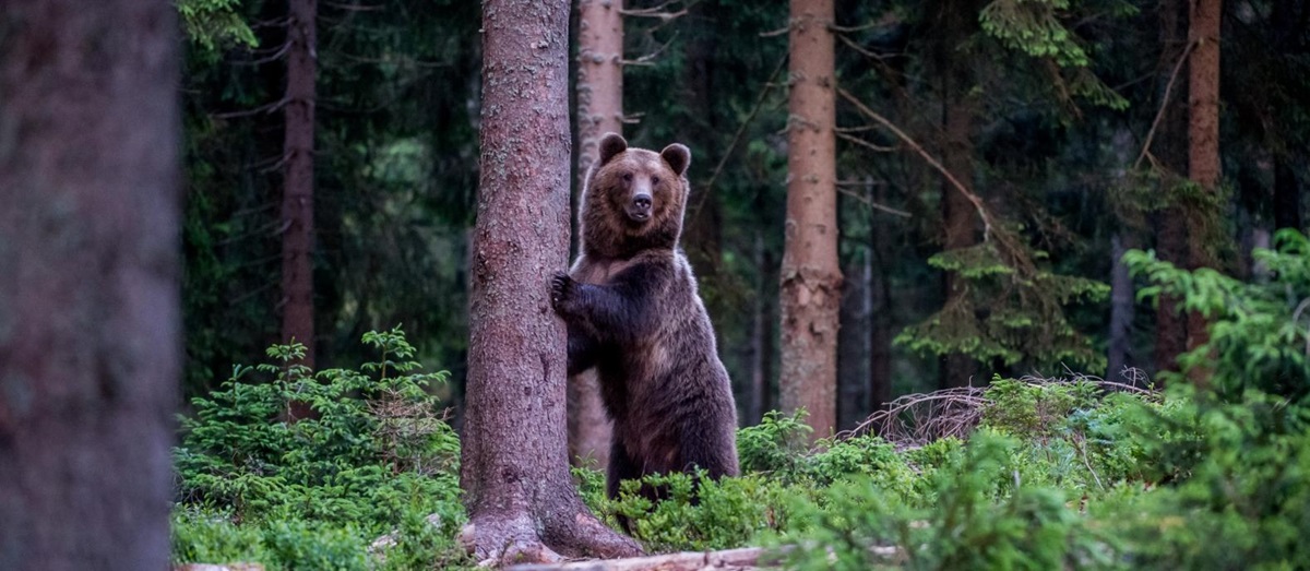 Tall brown bear in forest in Romania
