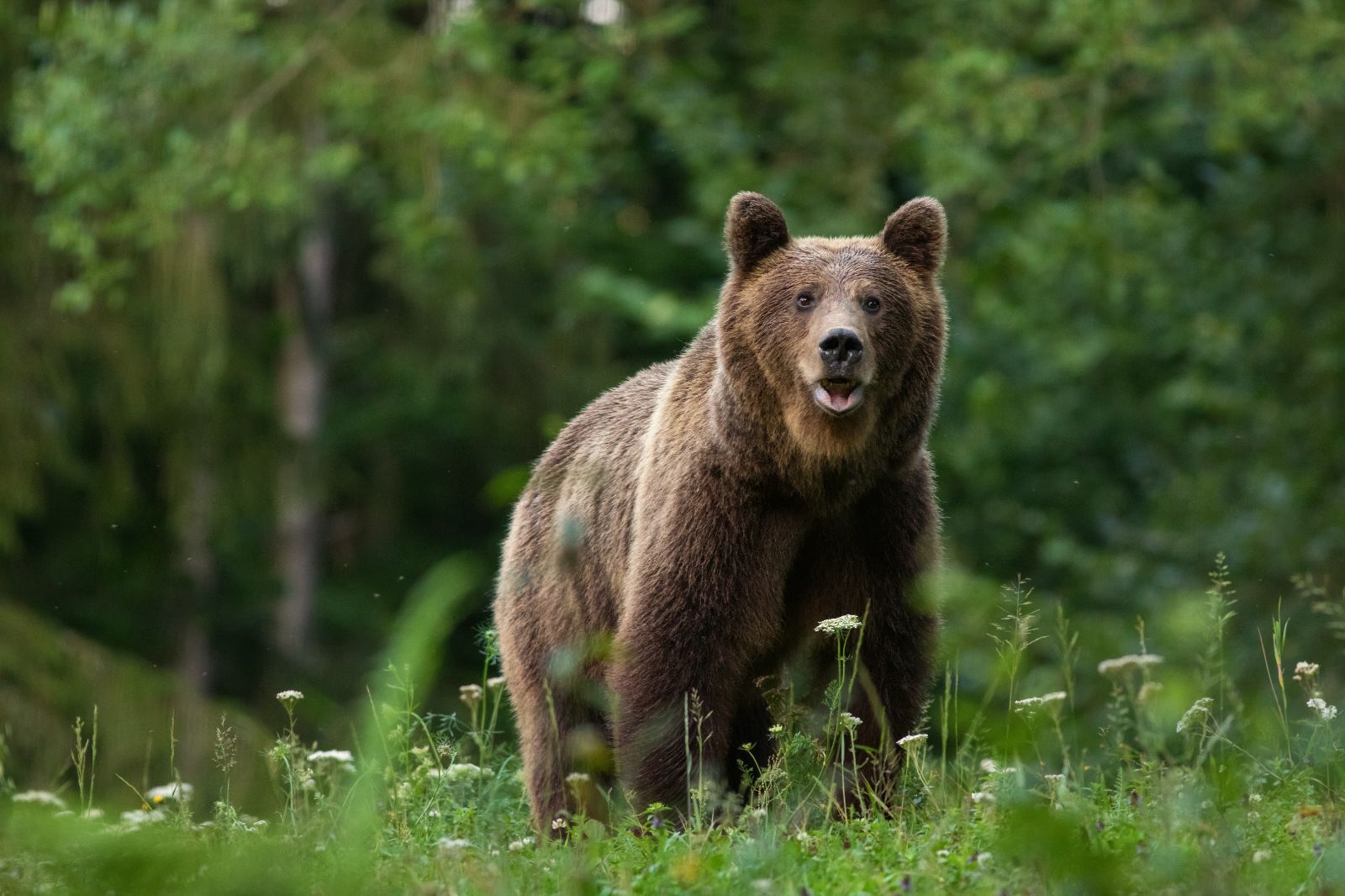 A Carpathian brown bear spotted in the Transylvania region of Romania