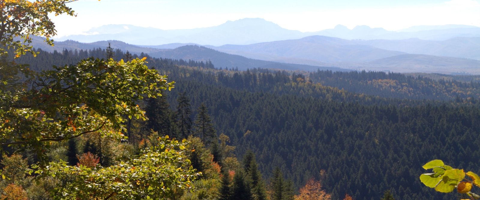 Hiking view of forest in Romania