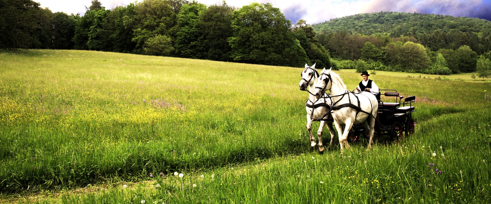 Horse and carriage ride at Zabola in Romania