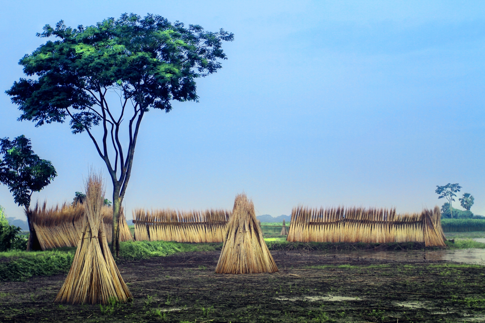 Haystacks in Maramures in Romania