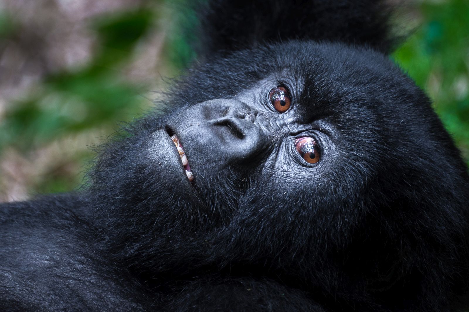 A close up shot of the face of a gorilla at Bisate Lodge in Rwanda