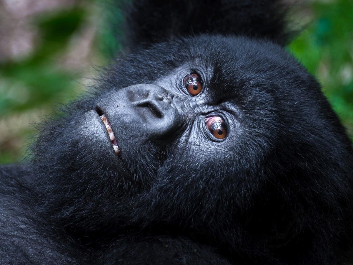 A close up shot of the face of a gorilla at Bisate Lodge in Rwanda
