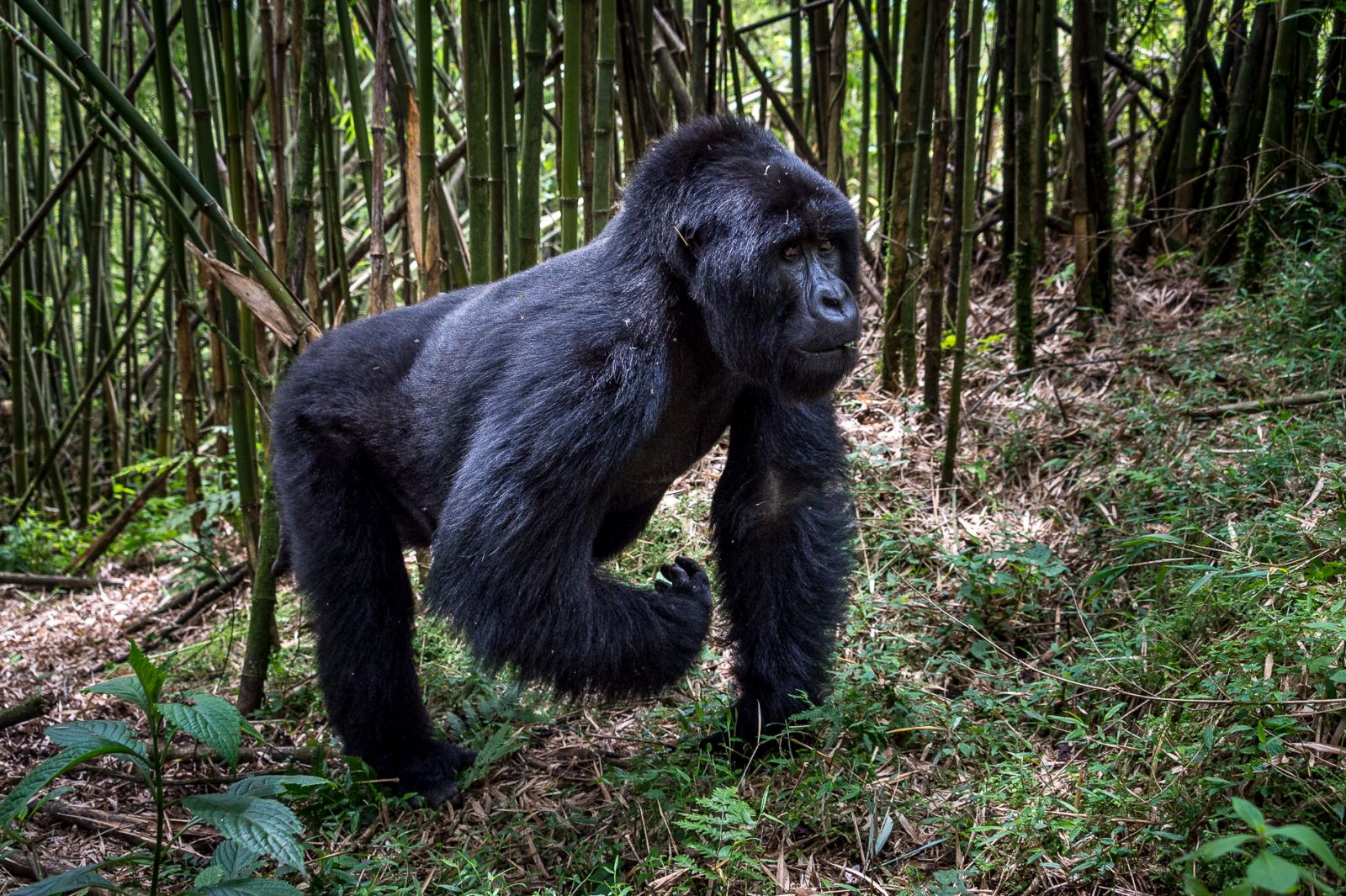 A gorilla walking on hands and back legs in the forest at Bisate Lodge Rwanda