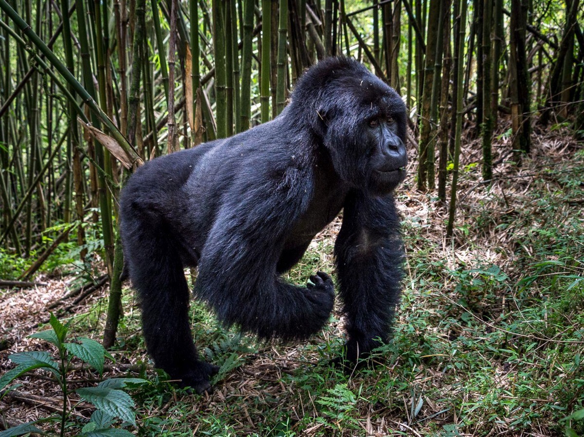 A gorilla walking on hands and back legs in the forest at Bisate Lodge Rwanda