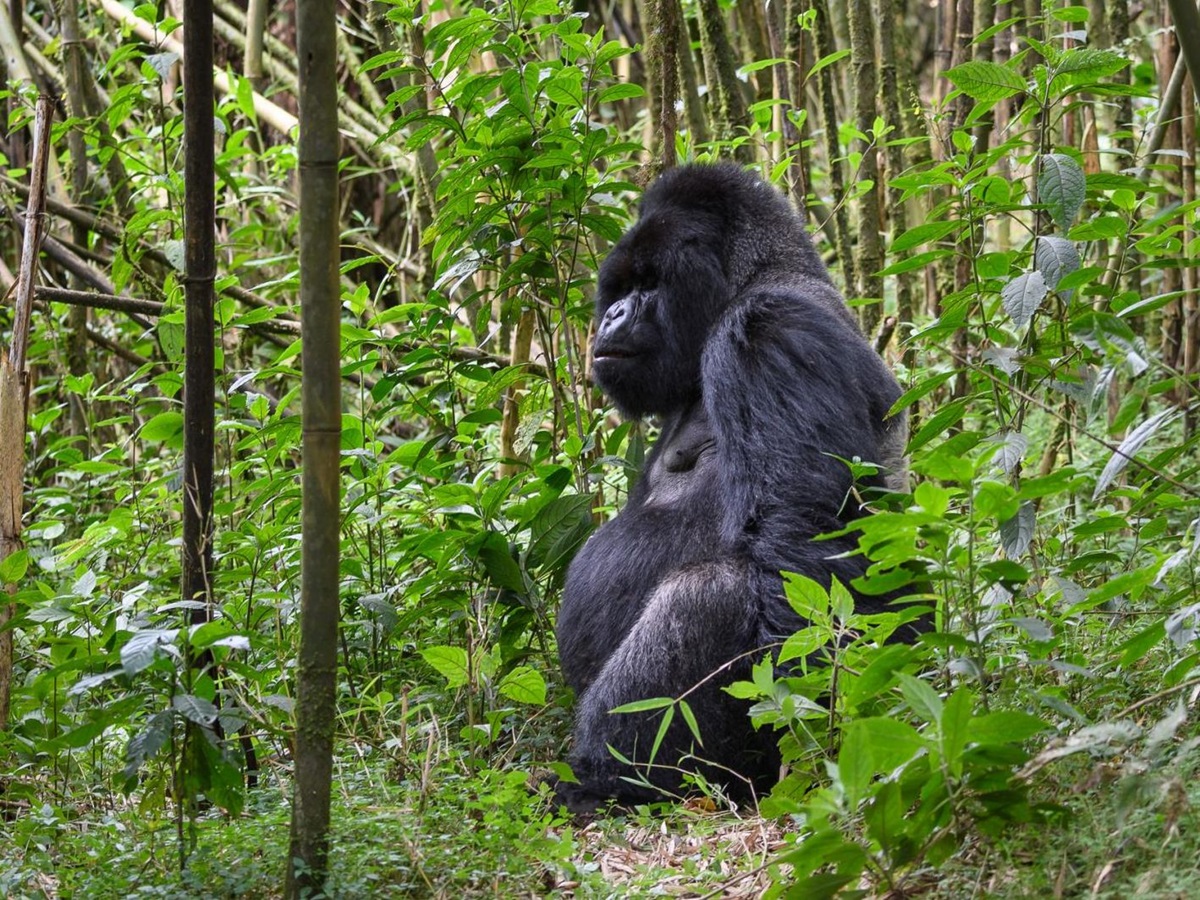 A gorilla sitting in a green leafy forest at Bisate Lodge Rwanda