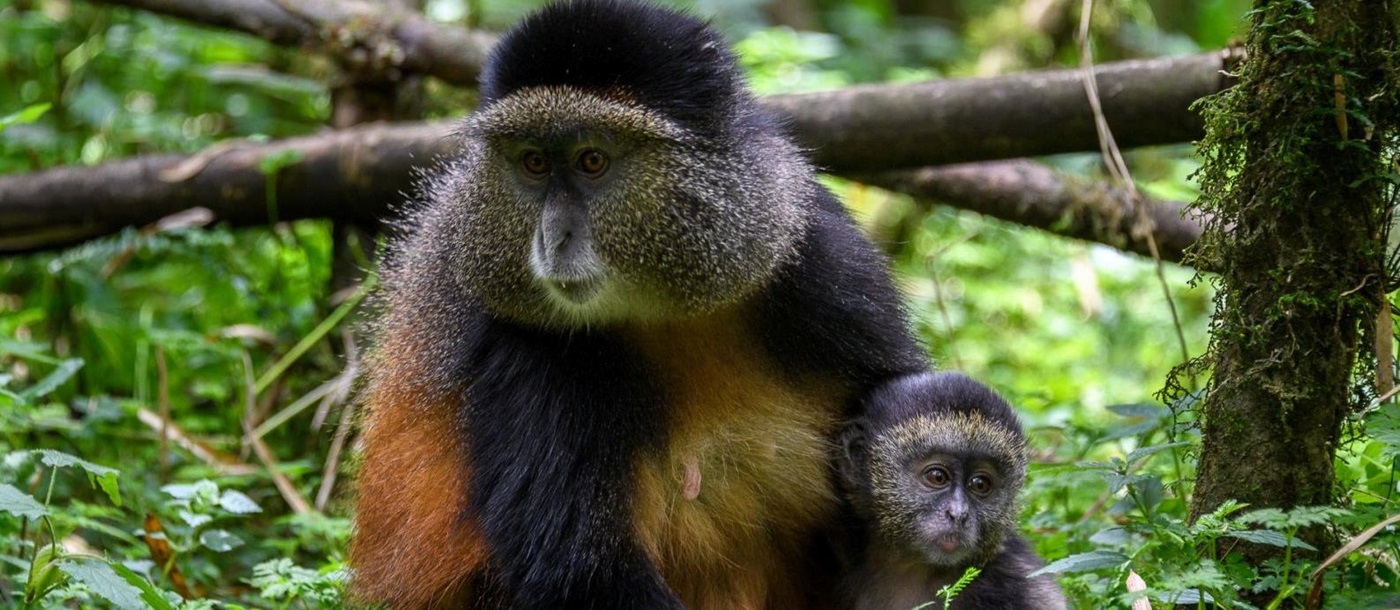 A monkey and baby monkey sitting in a tree at Bisate Lodge in Rwanda