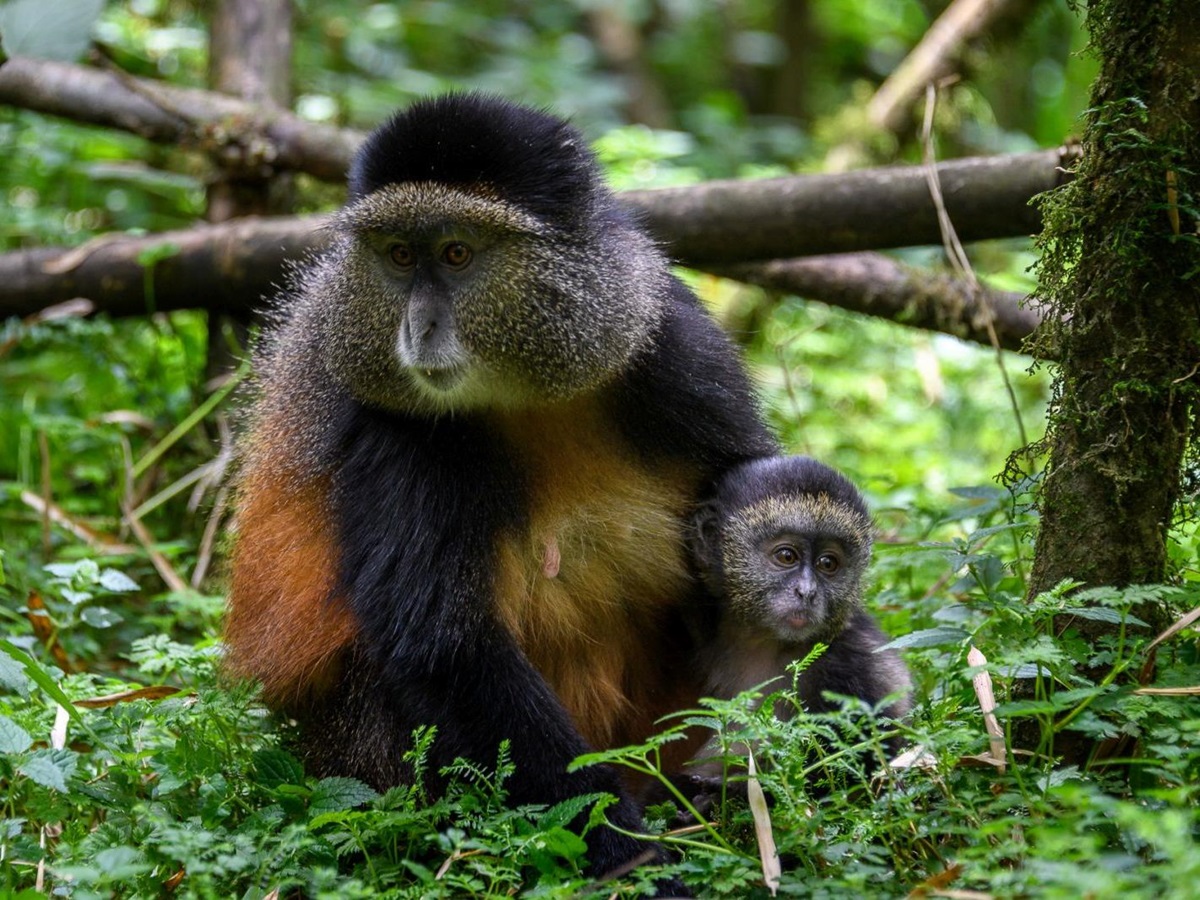 A monkey and baby monkey sitting in a tree at Bisate Lodge in Rwanda