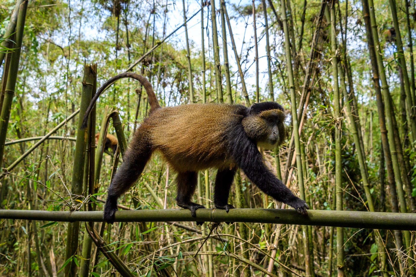 A monkey walking along a tree limb at Bisate Lodge in Rwanda