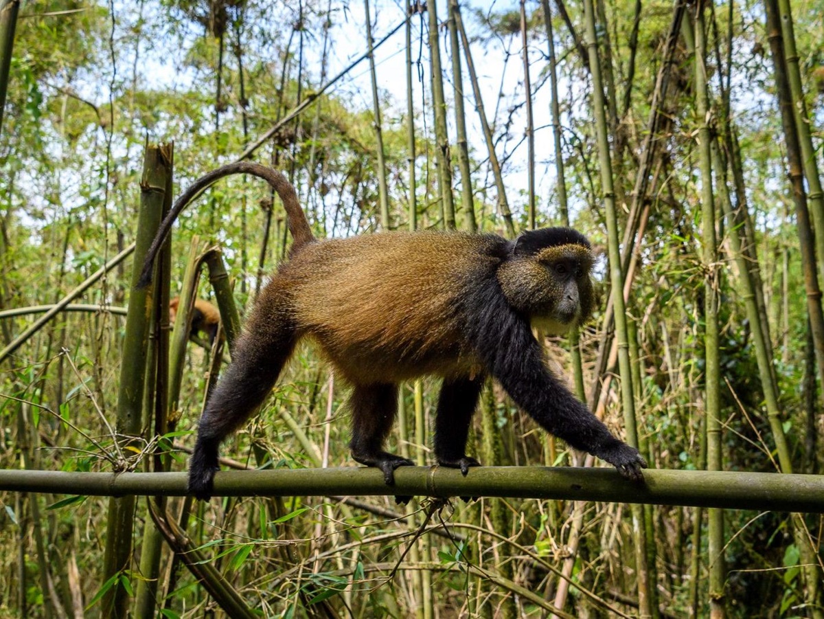 A monkey walking along a tree limb at Bisate Lodge in Rwanda