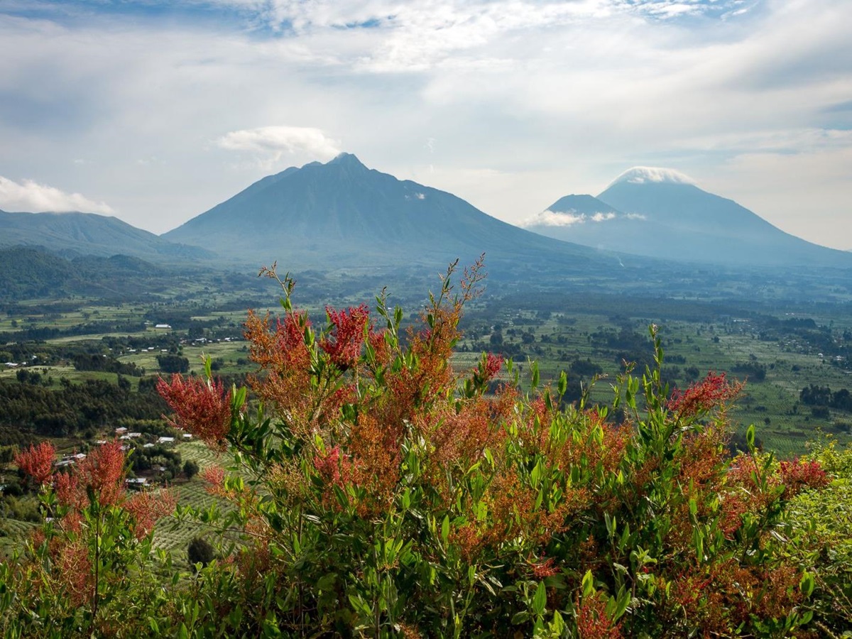 A view of two mountains in the background with foliage in the foreground at Bisate Lodge in Rwanda