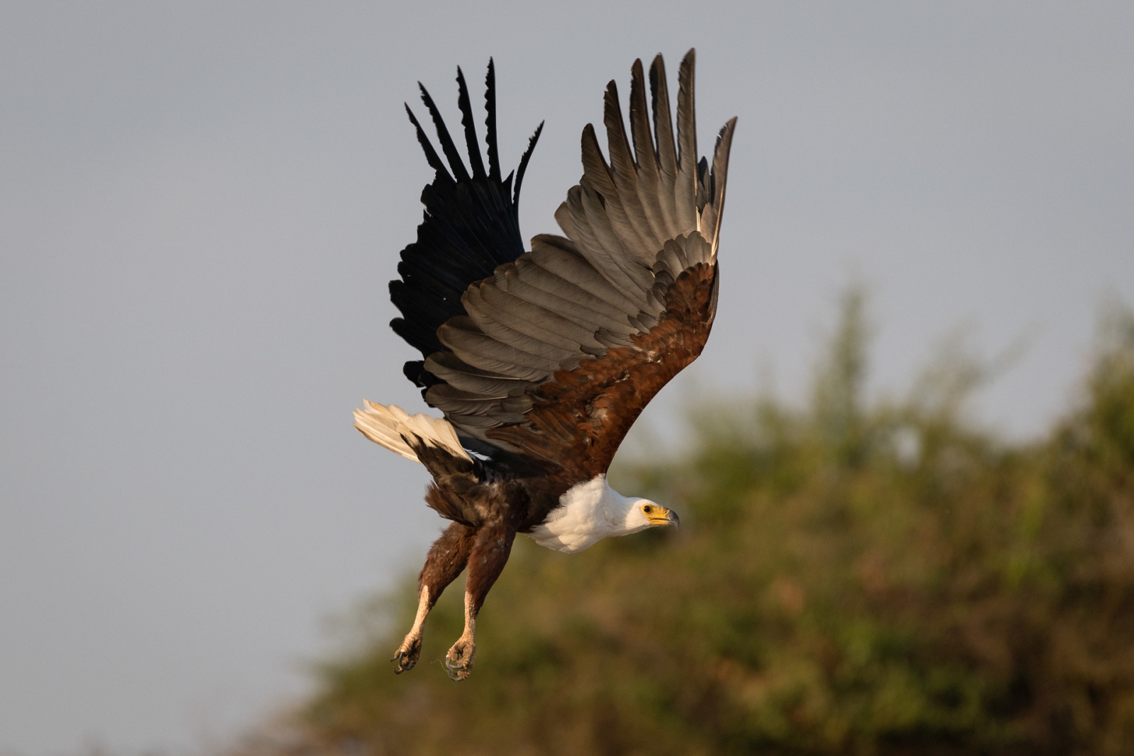 African Fish Eagle flying