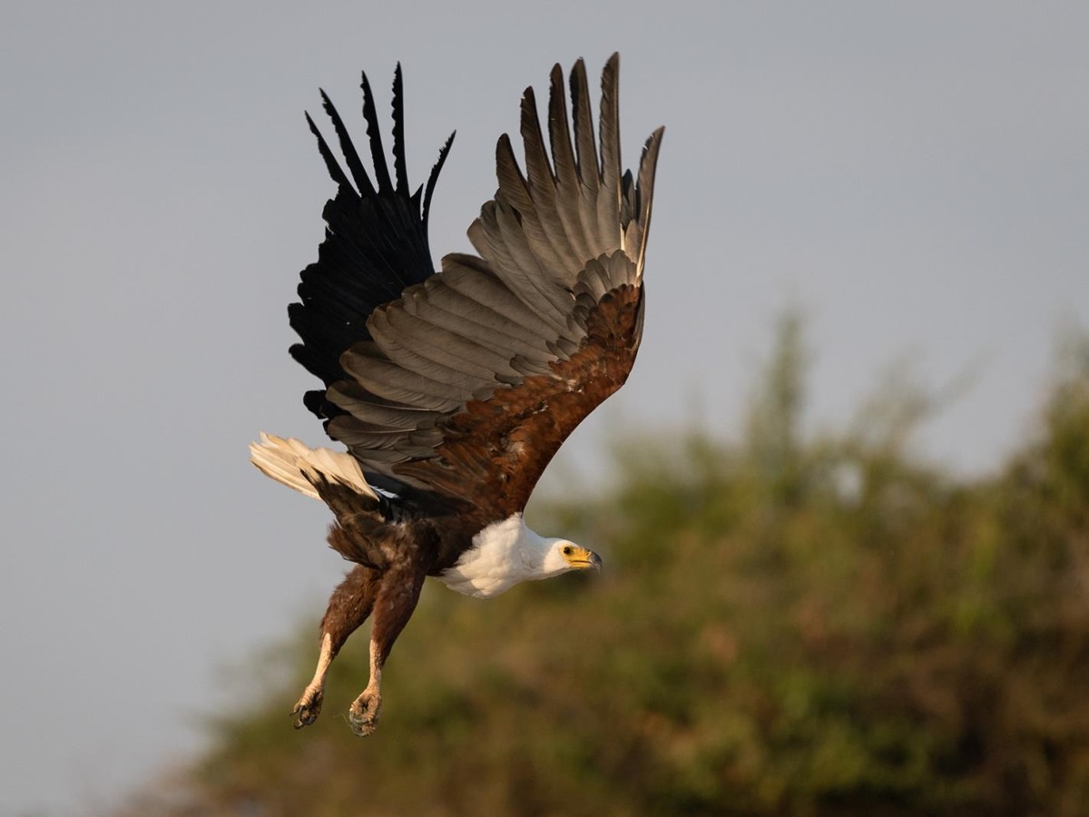 African Fish Eagle flying