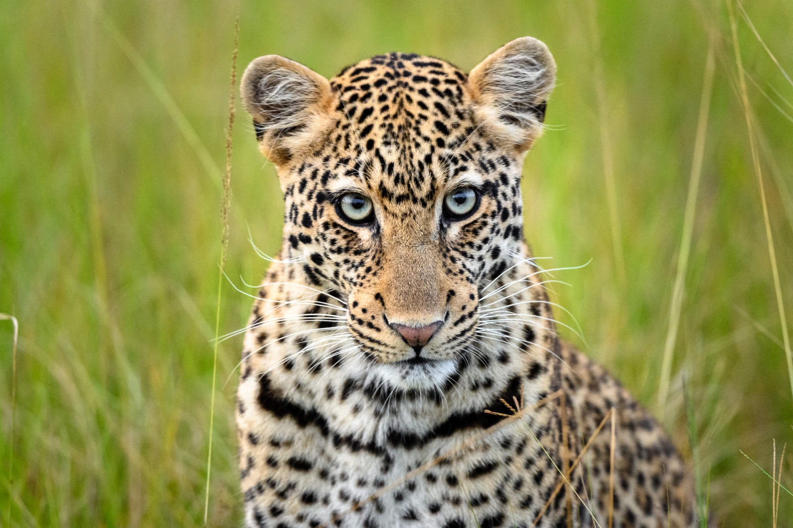 Leopard looking into the camera