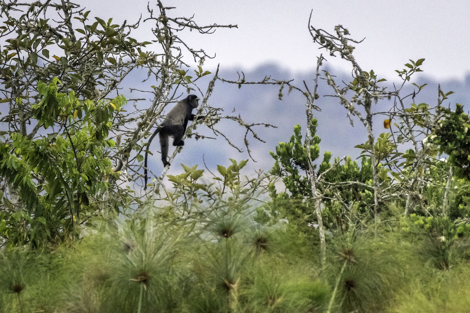 Magashi Camp in Rwanda - monkey