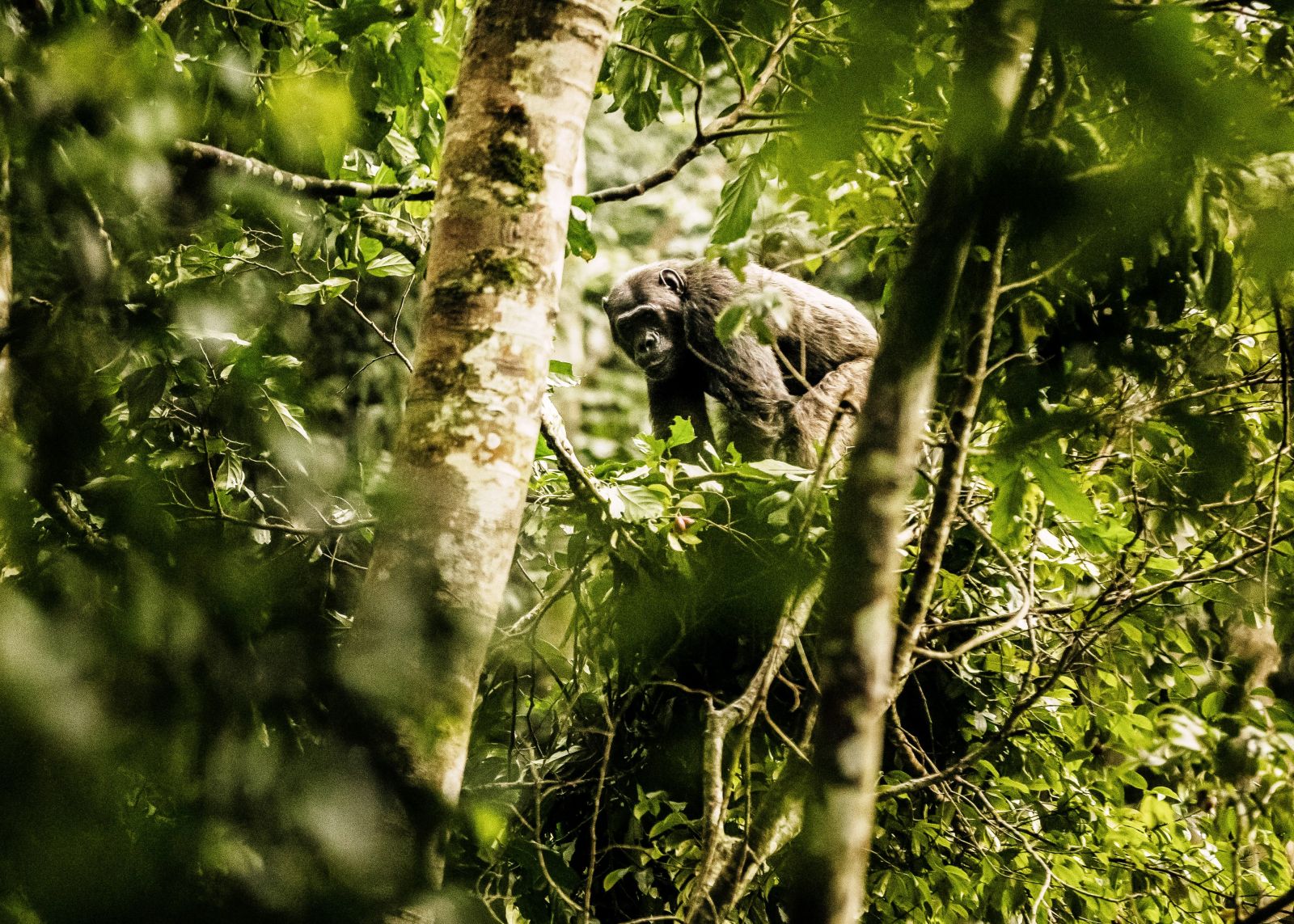 Chimpanzee - photo by Nyungwe House in Rwanda