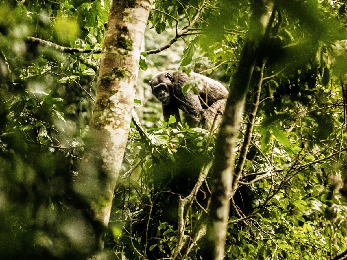 Chimpanzee - photo by Nyungwe House in Rwanda