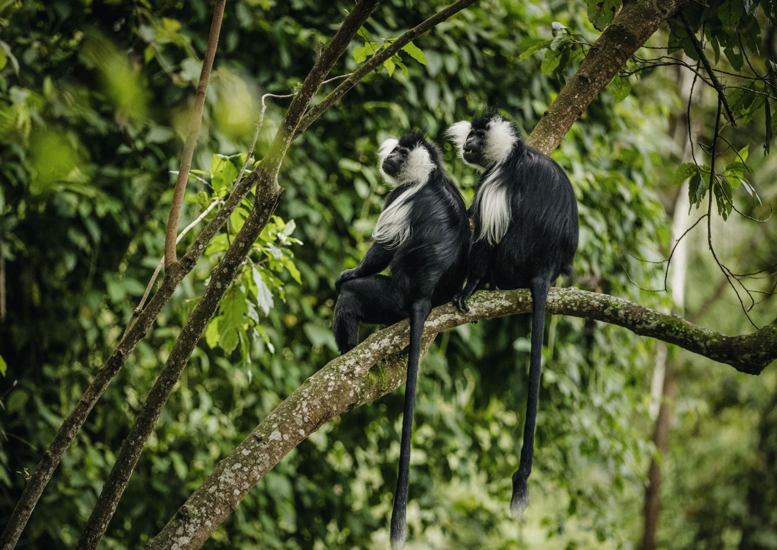 Colobus monkey - photo by Nyungwe House in Rwanda 