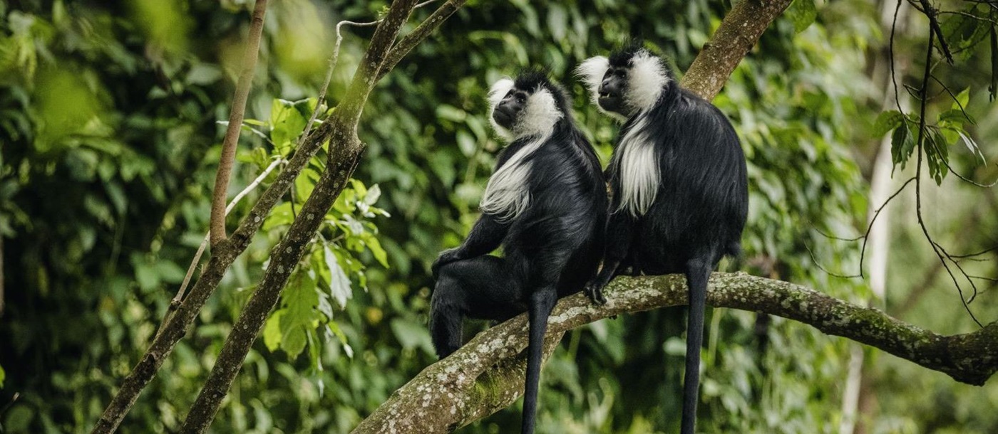 Colobus monkey - photo by Nyungwe House in Rwanda 