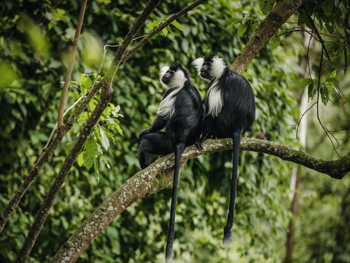 Colobus monkey - photo by Nyungwe House in Rwanda