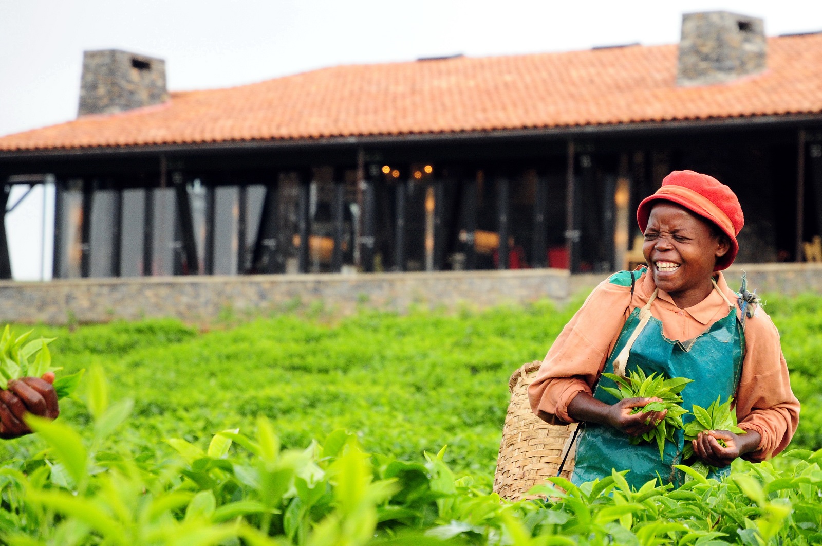 Tea picking at O&O Nyungwe House