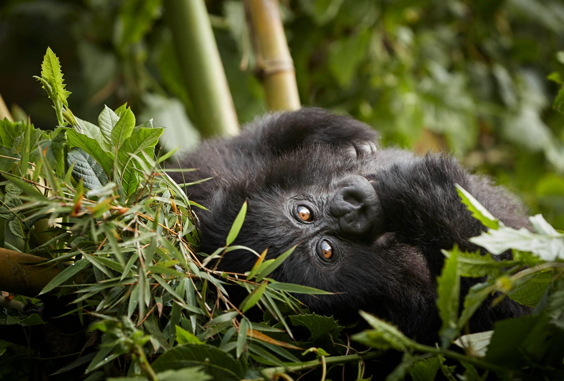 A baby gorilla spotted by guests of One&Only Gorilla's Nest in Rwanda's Volcanoes National Park