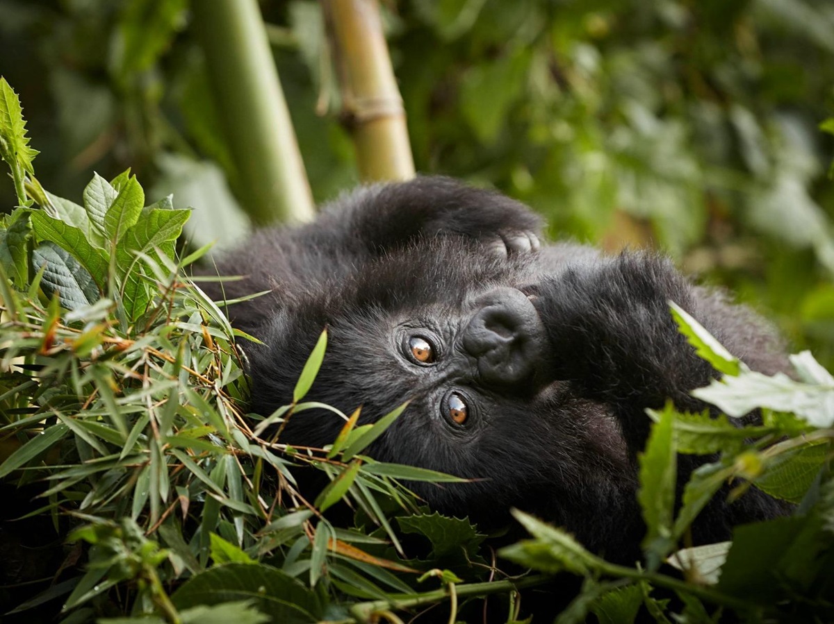 A baby gorilla spotted by guests of One&Only Gorilla's Nest in Rwanda's Volcanoes National Park