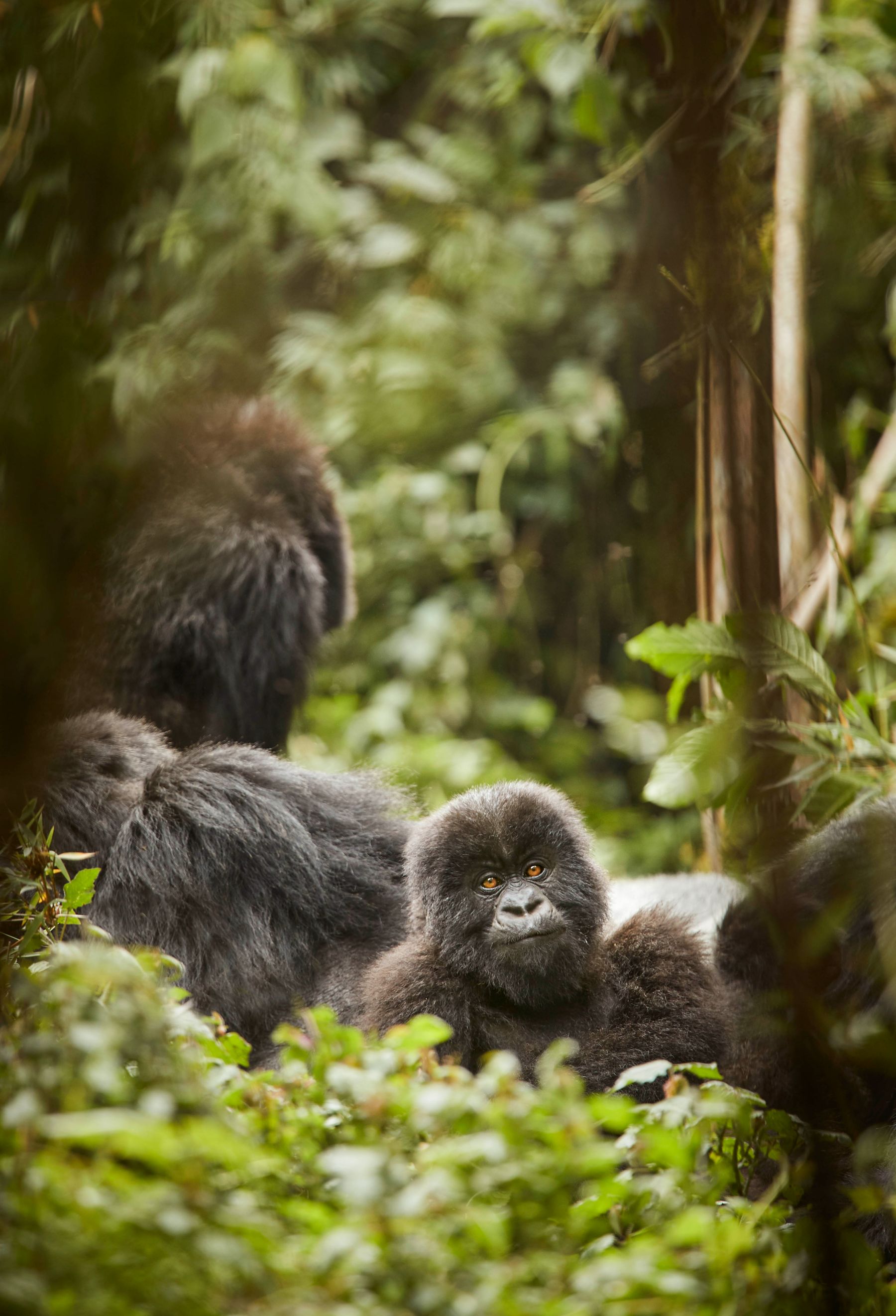 Gorillas spotted by guests of One&Only Gorilla's Nest in Rwanda's Volcanoes National Park