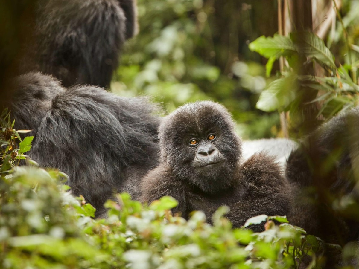 Gorillas spotted by guests of One&Only Gorilla's Nest in Rwanda's Volcanoes National Park
