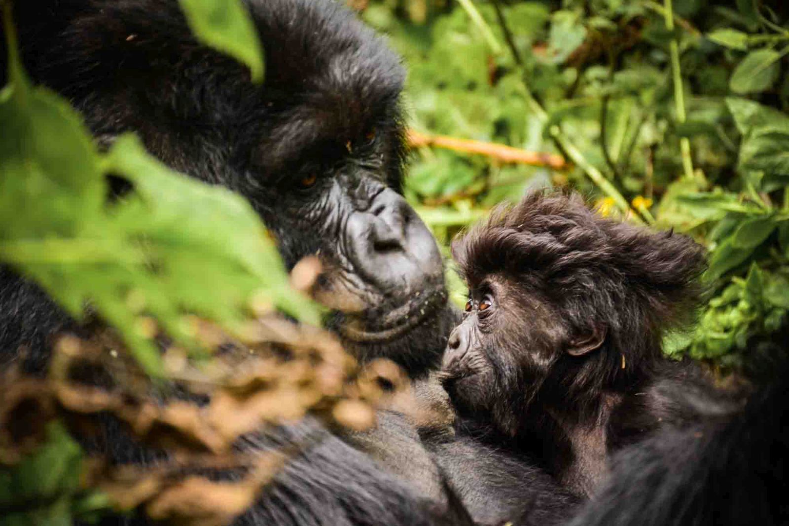 A close up picture of a gorilla and her baby in Rwanda