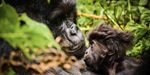 A close up picture of a gorilla and her baby in Rwanda