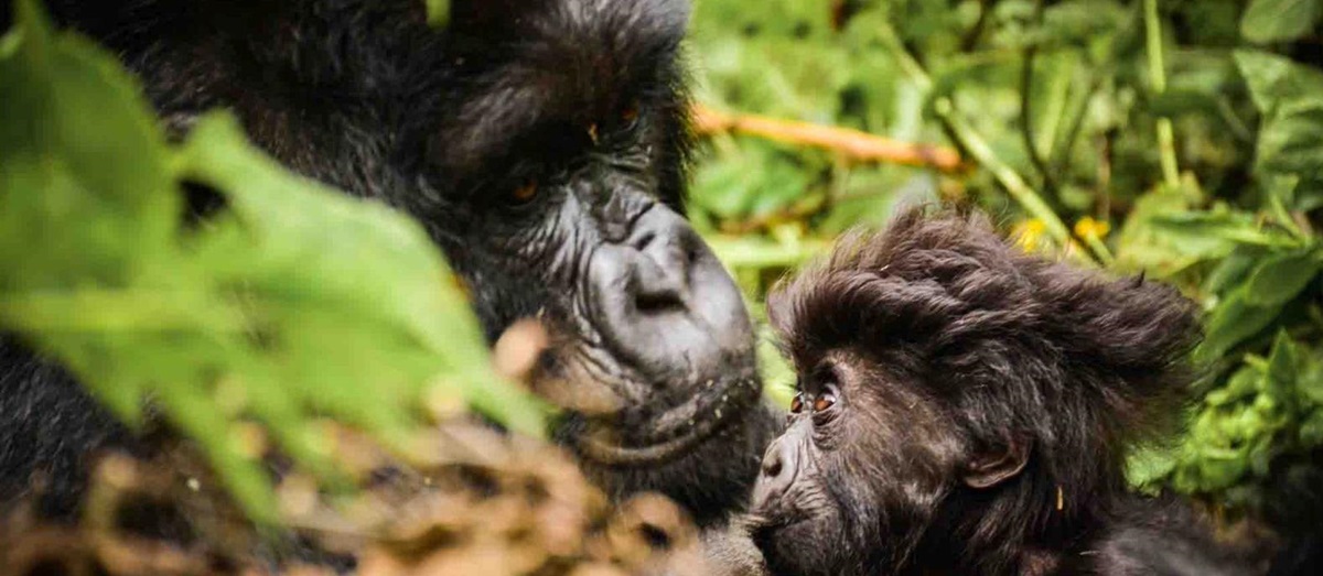 A close up picture of a gorilla and her baby in Rwanda