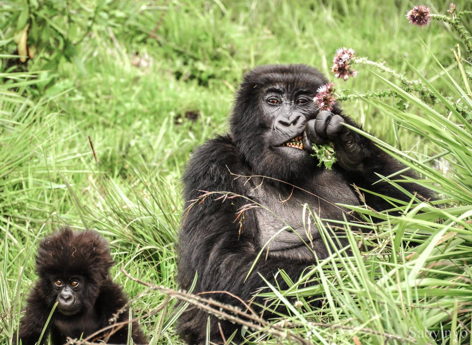 A gorilla eating grass with her baby sitting next to her in Rwanda