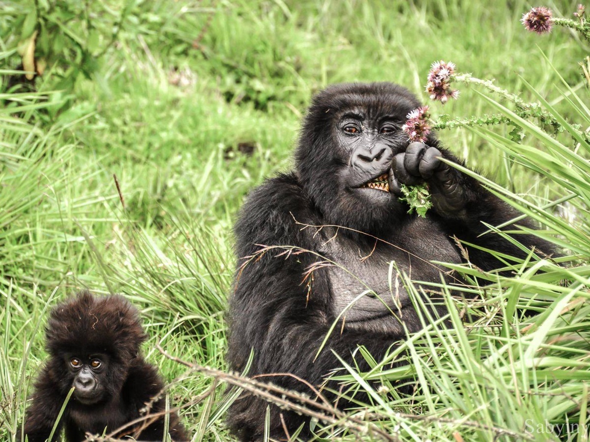 A gorilla eating grass with her baby sitting next to her in Rwanda