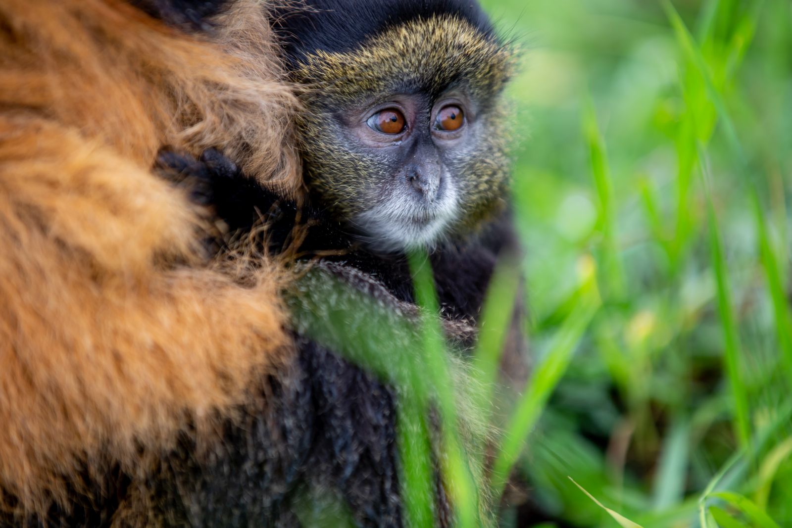 Golden monkey at Singita Kwitonda Lodge in Rwanda