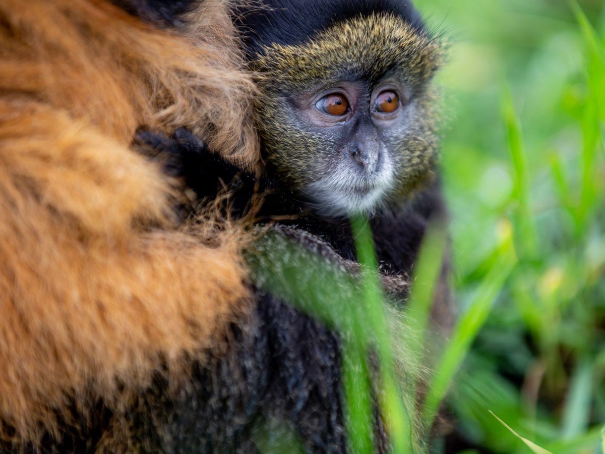 Golden monkey at Singita Kwitonda Lodge in Rwanda