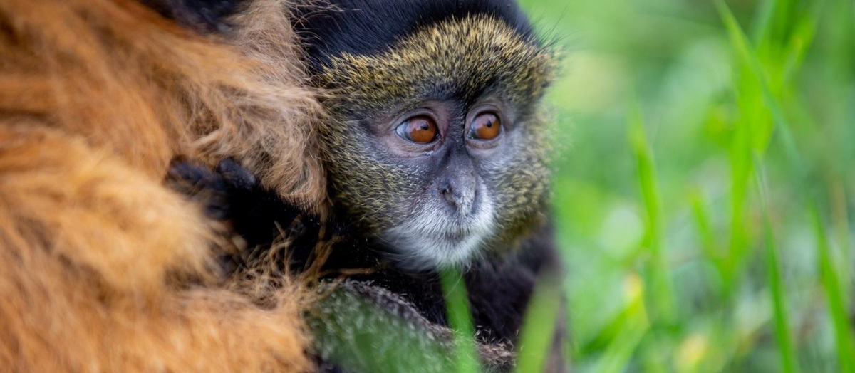 Golden monkey at Singita Kwitonda Lodge in Rwanda