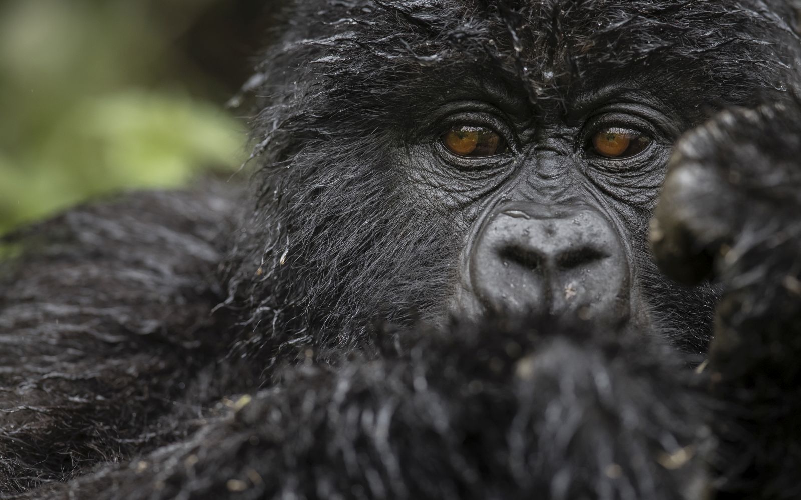 Gorilla at Singita Kwitonda Lodge in Rwanda