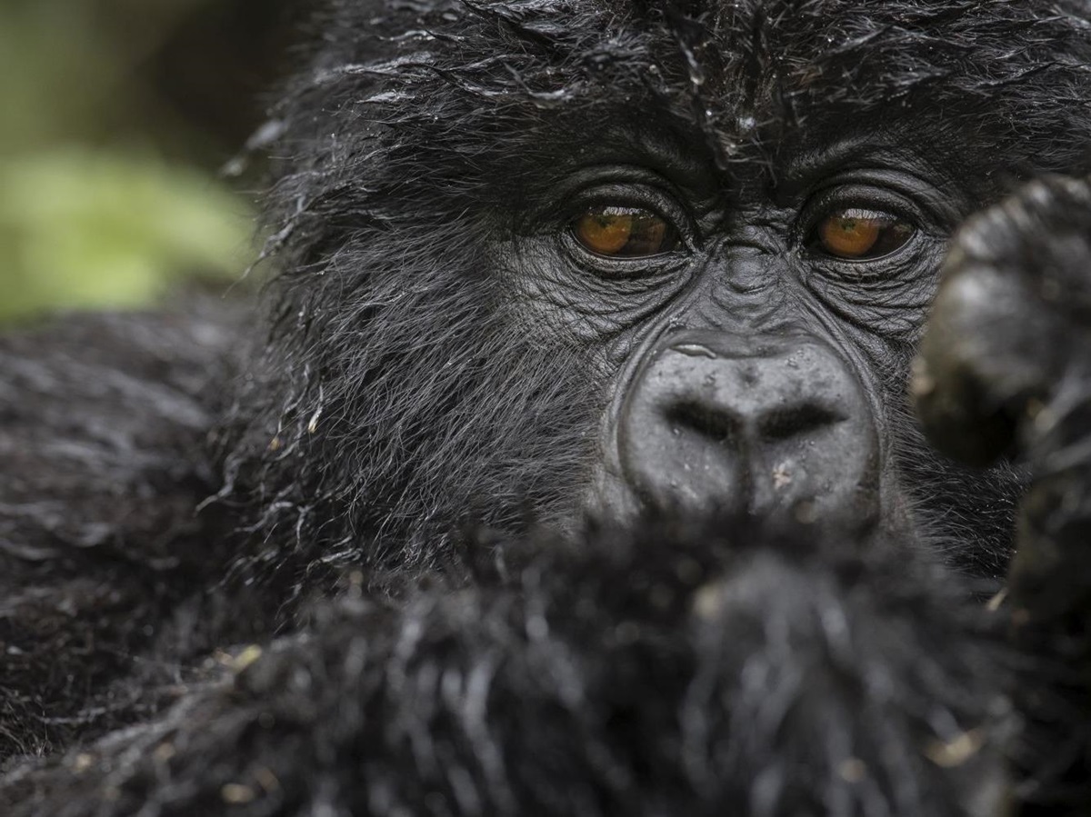 Gorilla at Singita Kwitonda Lodge in Rwanda
