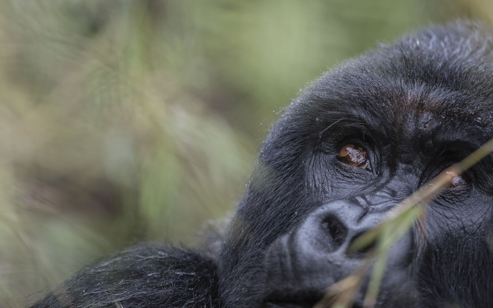 Gorilla at Singita Kwitonda Lodge in Rwanda