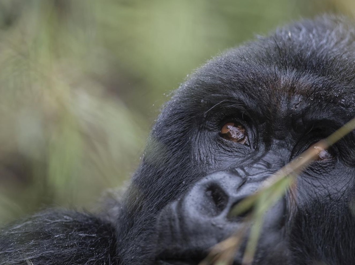 Gorilla at Singita Kwitonda Lodge in Rwanda