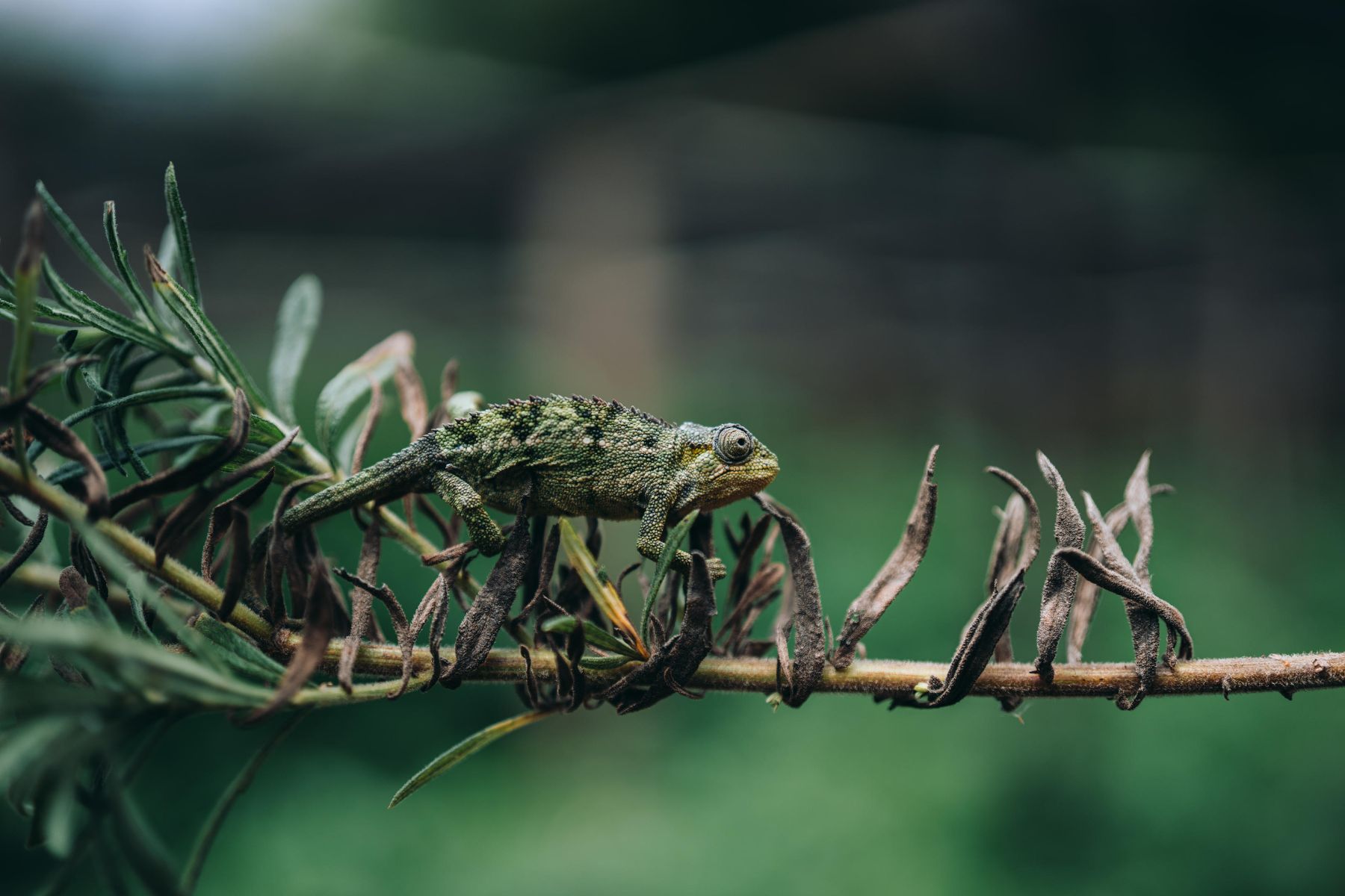 Chameleon on a branch near Wilderness Bisate Reserve Rwanda