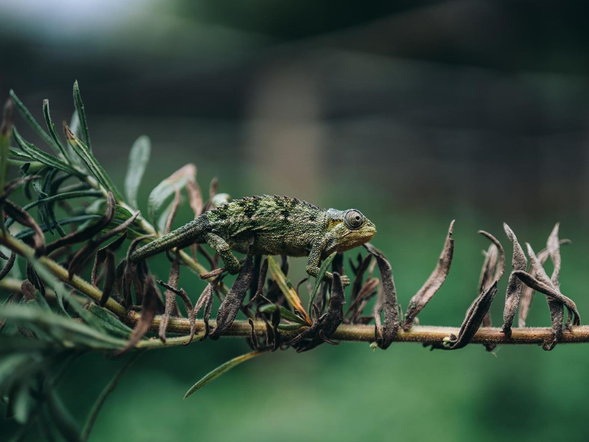 Chameleon on a branch near Wilderness Bisate Reserve Rwanda