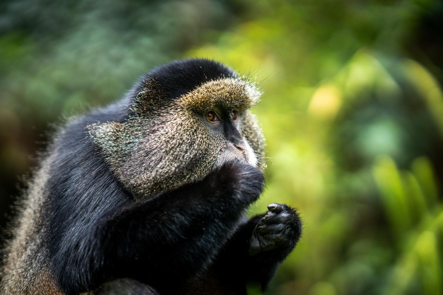 A golden monkey seen on excursion from Wilderness Bisate Reserve near Volcanoes National Park Rwanda