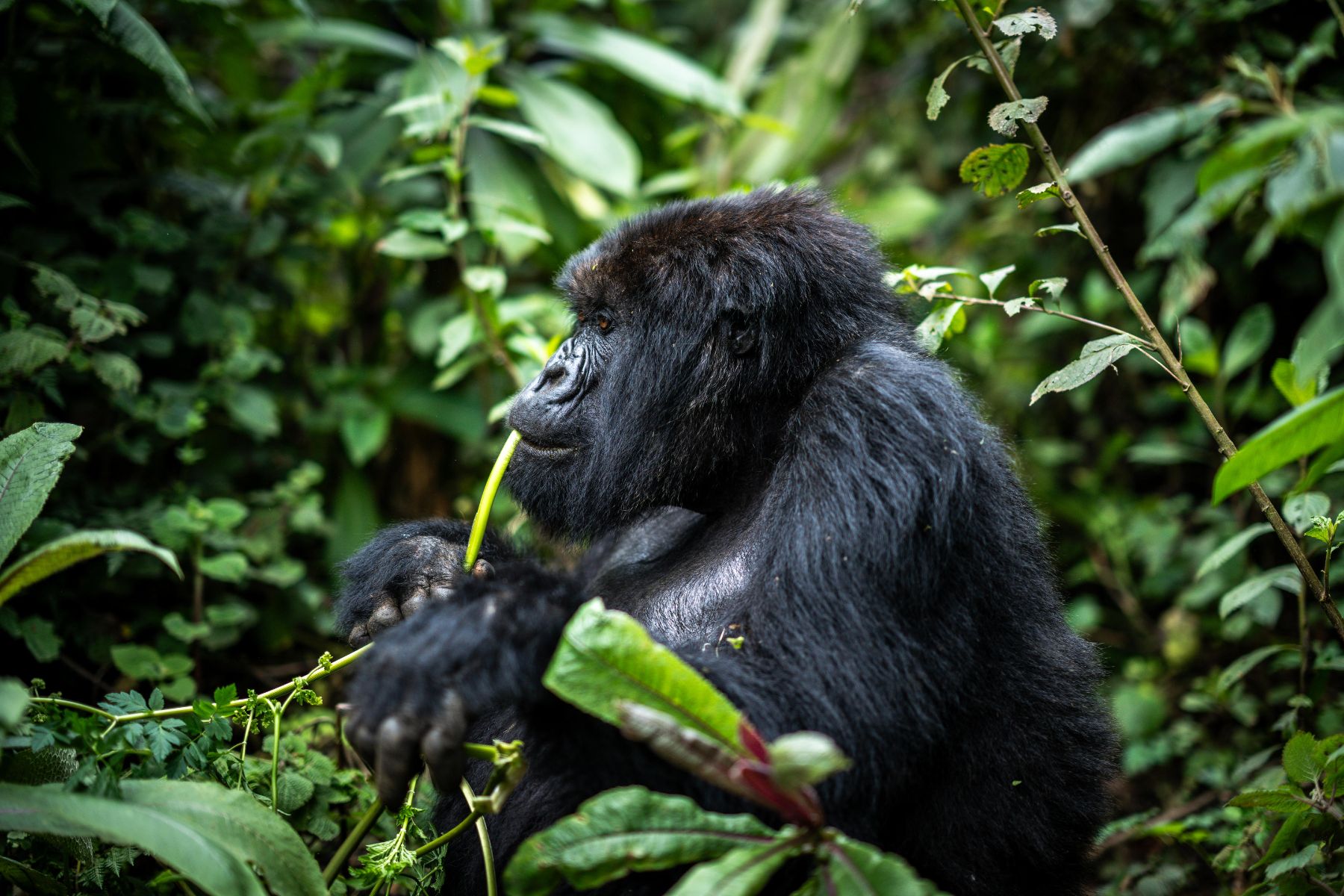 A gorilla eating vegetation in the Volcanoes National Park Rwanda