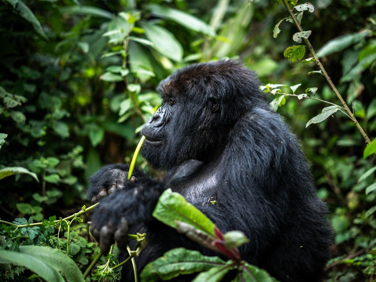 A gorilla eating vegetation in the Volcanoes National Park Rwanda