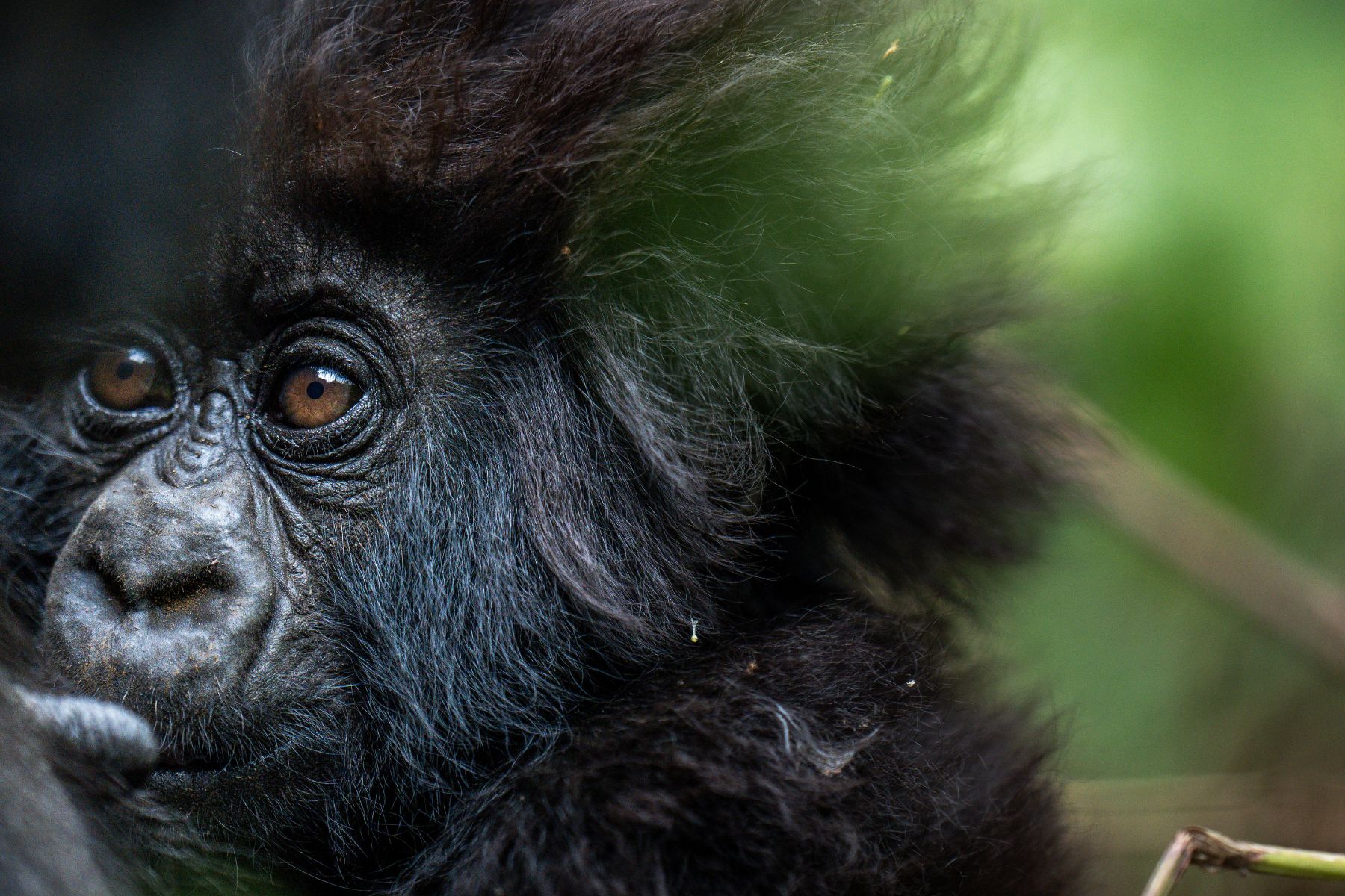 Close up of a young mountain gorilla in Volcanoes National Park Rwanda