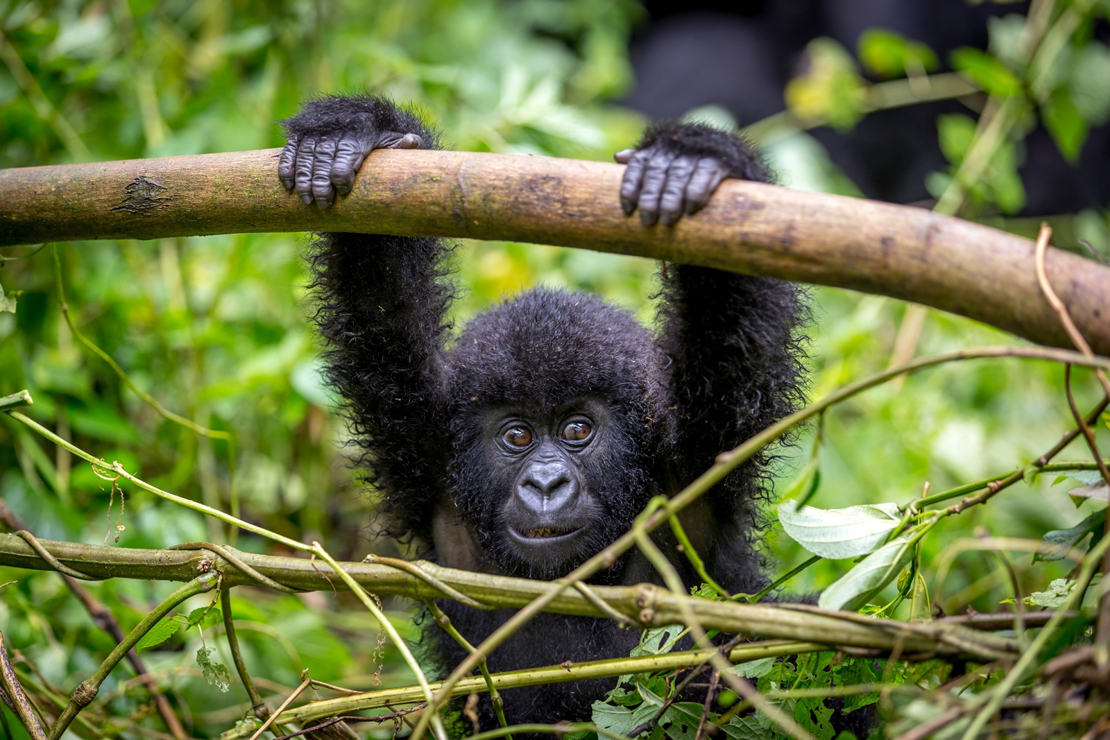 Baby gorilla in Volcanoes National Park Rwanda