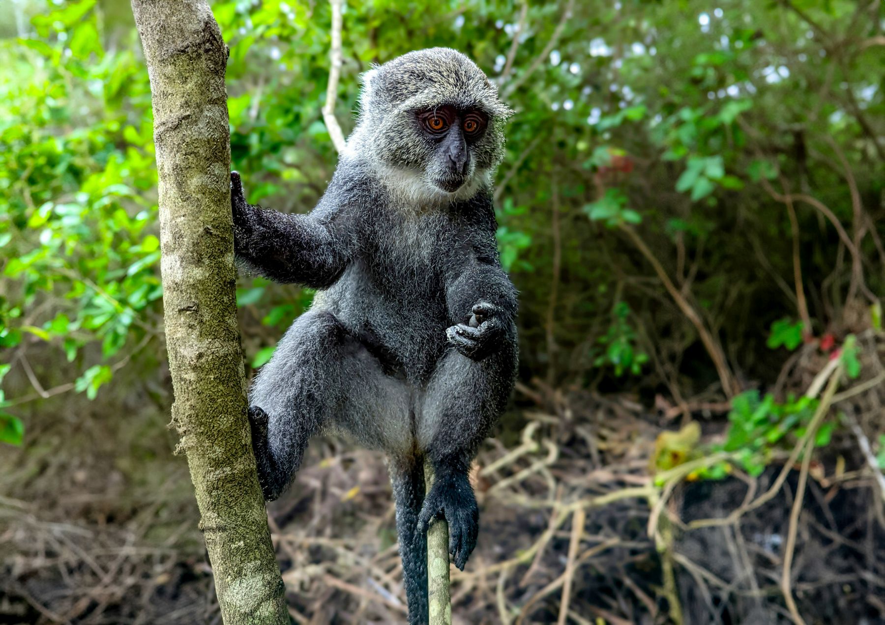 A blue monkey in Rwanda
